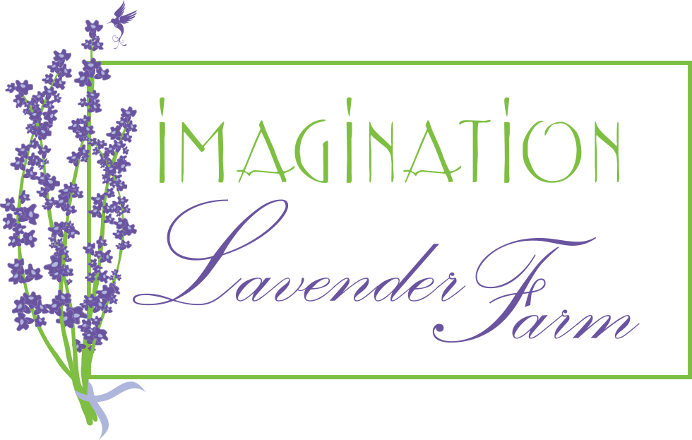 Imagination Lavender Farm